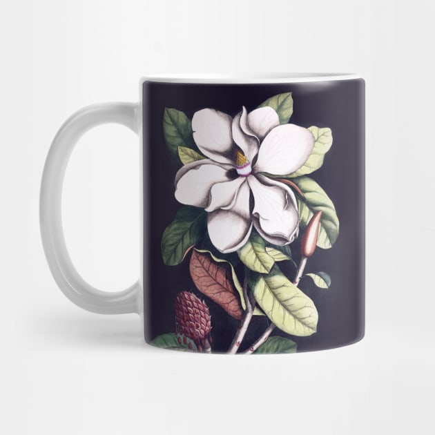 Magnolia flower by CatyArte